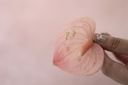 Broquel Hoja Pampa
